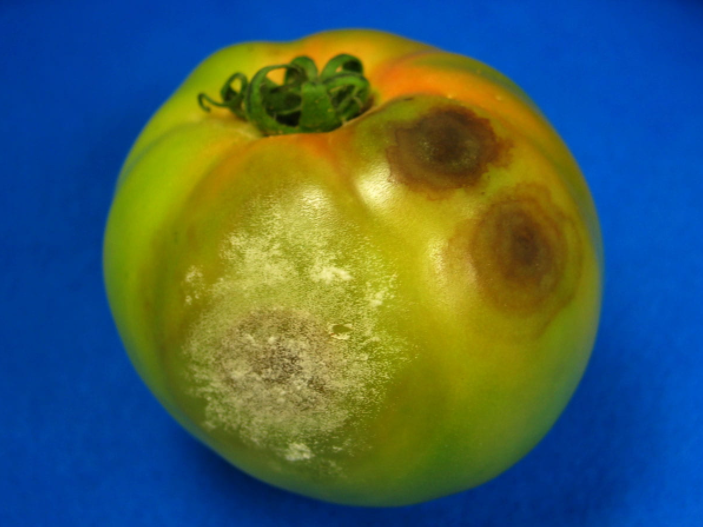 Buckeye Çürüklüğü 2